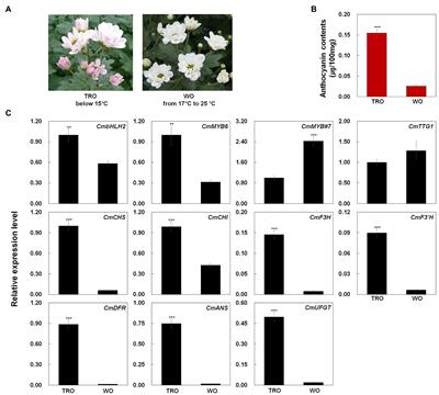 Alternative Splicing of the Basic Helix–Loop–Helix Transcription Factor Gene CmbHLH2 Affects Anthocyanin Biosynthesis in Ray Florets of Chrysanthemum (Chrysanthemum morifolium)